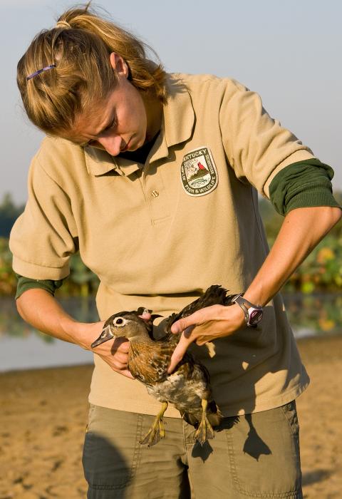 Wildlife biologist examines a wood duck