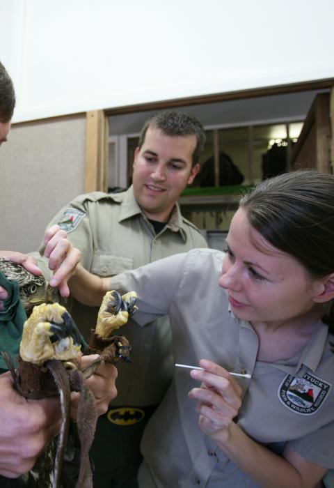 Biologists working with a bald eagle