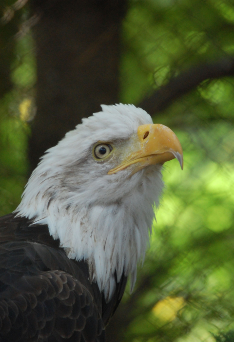 Bald Eagle 