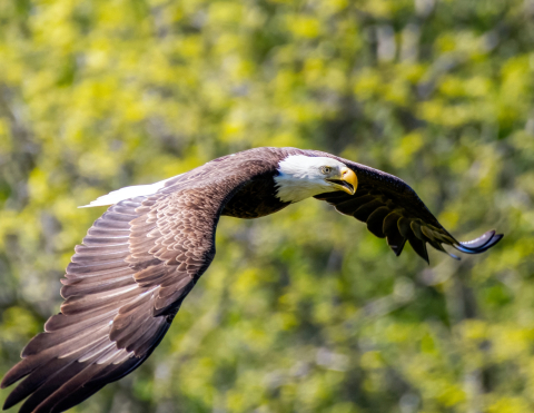 Bald Eagle