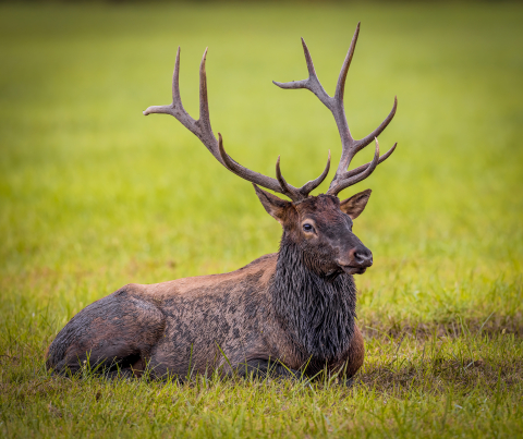 Elk