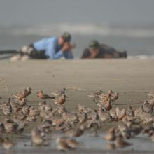 Researchers prepare to collect red knot sandpipers from a South Carolina beach