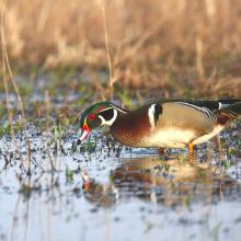 drake wood duck feeding in shallow water