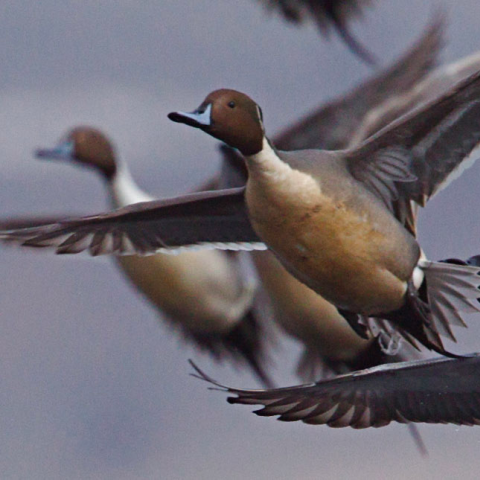 Ducks in flight