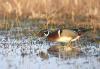 drake wood duck feeding in shallow water